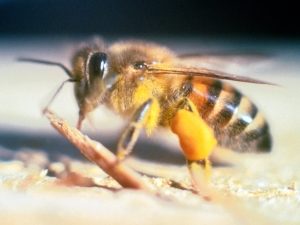 Apis_mellifera_scutellata