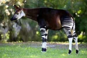 BWW2WN weiblich - female okapi okapis giraffidae mammal mammals animal animals africa african wildlife nature tropics tropical zaire