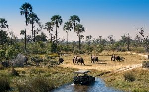 blog-1463486458-where-to-go-in-botswana