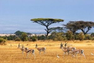 kenya-amboseli-landscape-with-gazelles_1