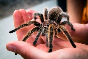 spider-tarantula-the-contents-of-the-house